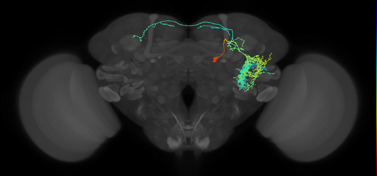 adult doublesex pC1 (male) neuron