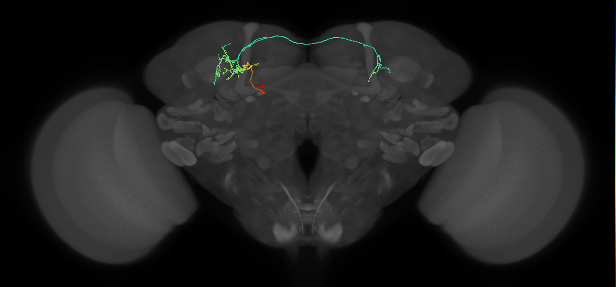 adult doublesex pC1 (male) neuron