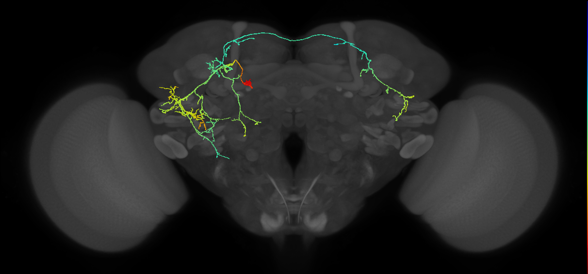 CM4 dorsal hemilineage neuron