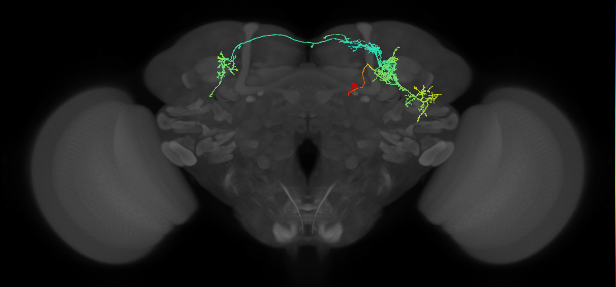 P1_3b_R (MaleCNS:514925)