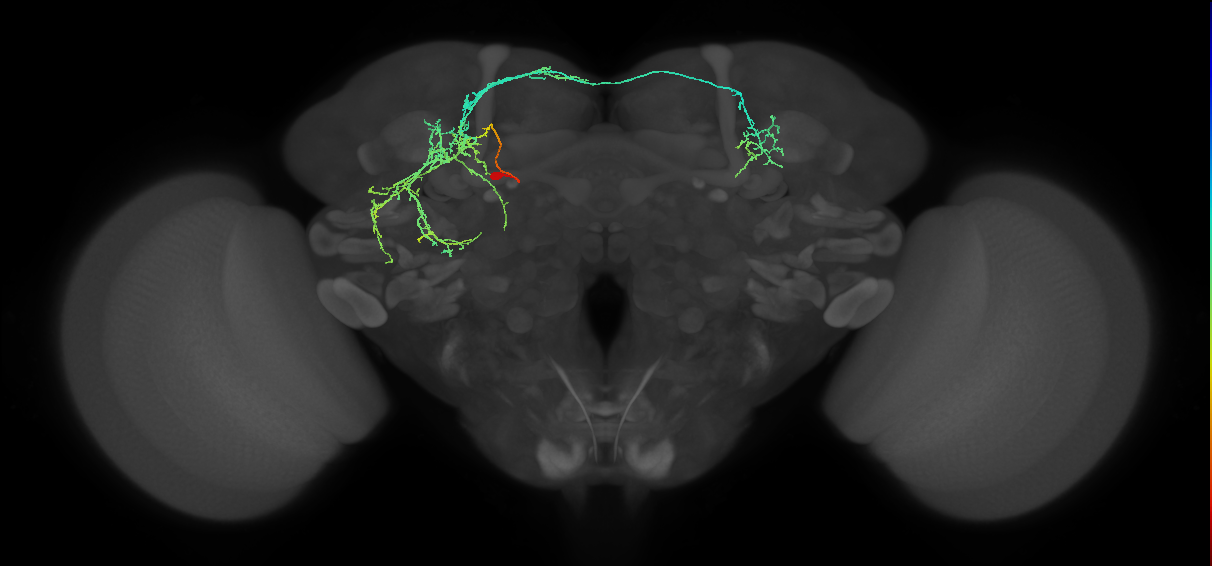 adult doublesex pC1 (male) neuron