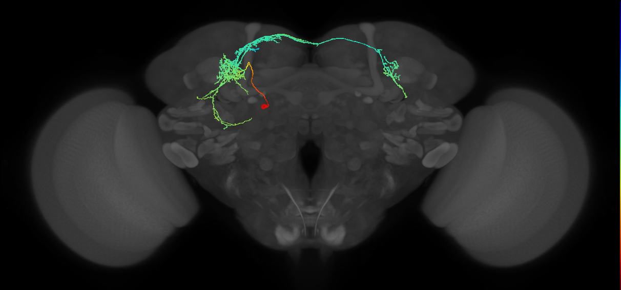 CM4 dorsal hemilineage neuron