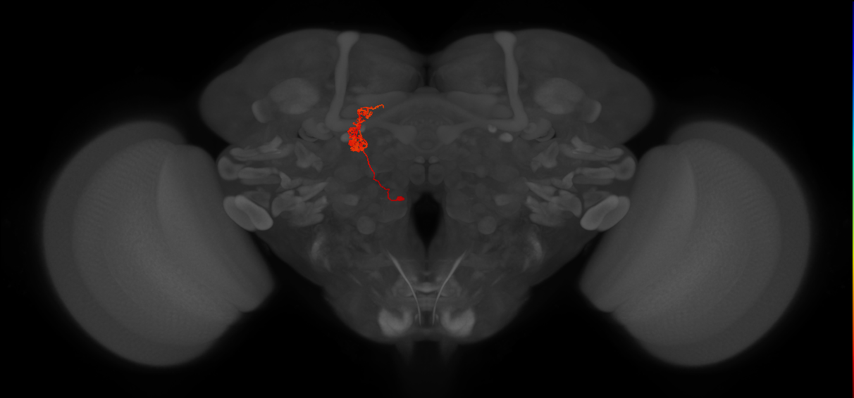 intrinsic neuron of the central complex