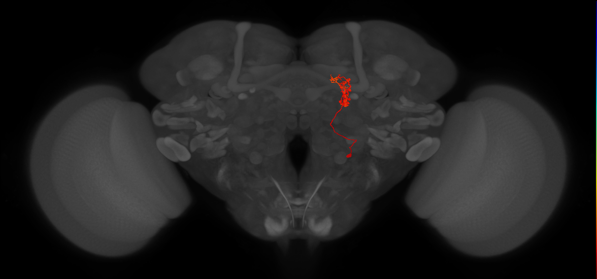 intrinsic neuron of the central complex