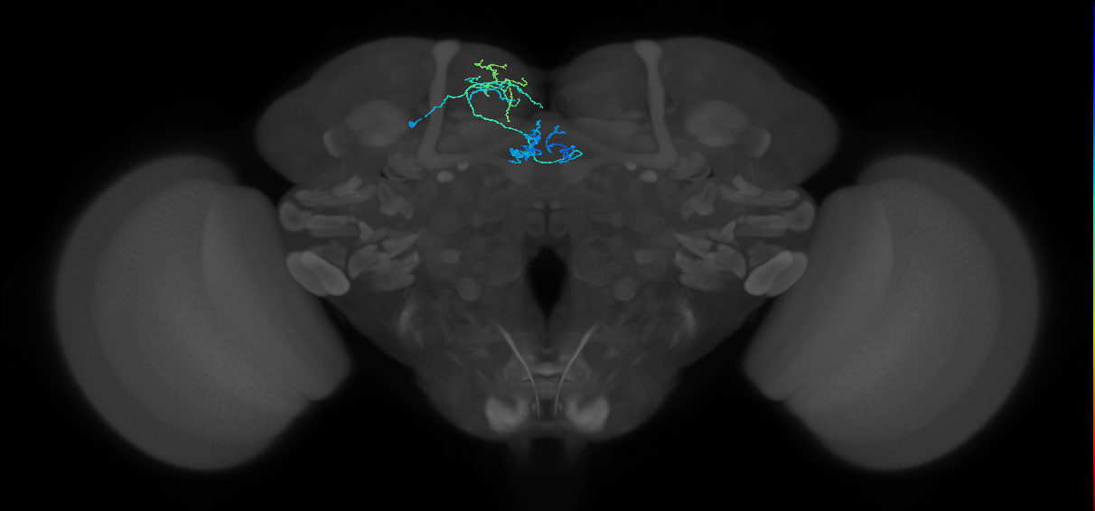 PAM01(y5)_L (MaleCNS:165365)