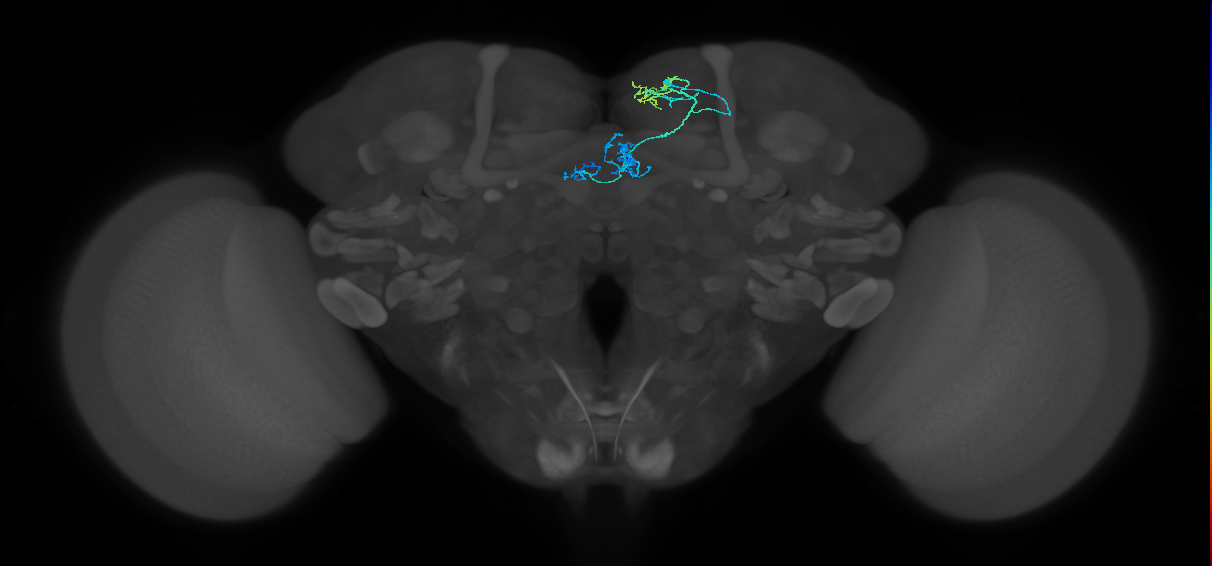 PAM01(y5)_R (MaleCNS:212085)