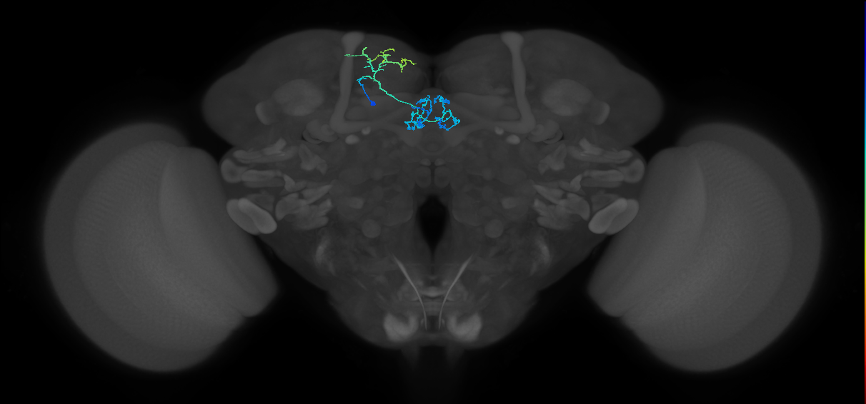 PAM01(y5)_L (MaleCNS:155916)