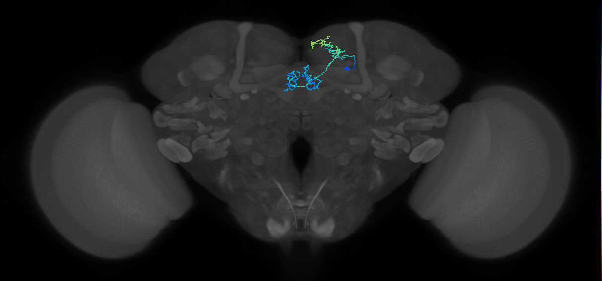 PAM01(y5)_R (MaleCNS:156028)