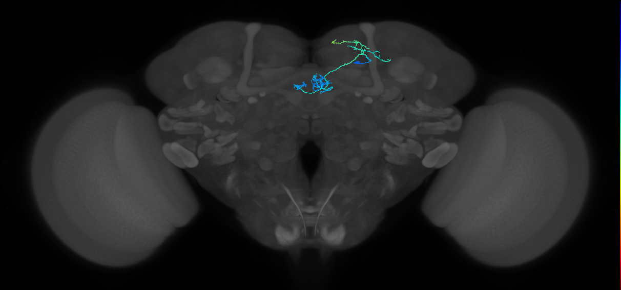 PAM01(y5)_R (MaleCNS:114700)