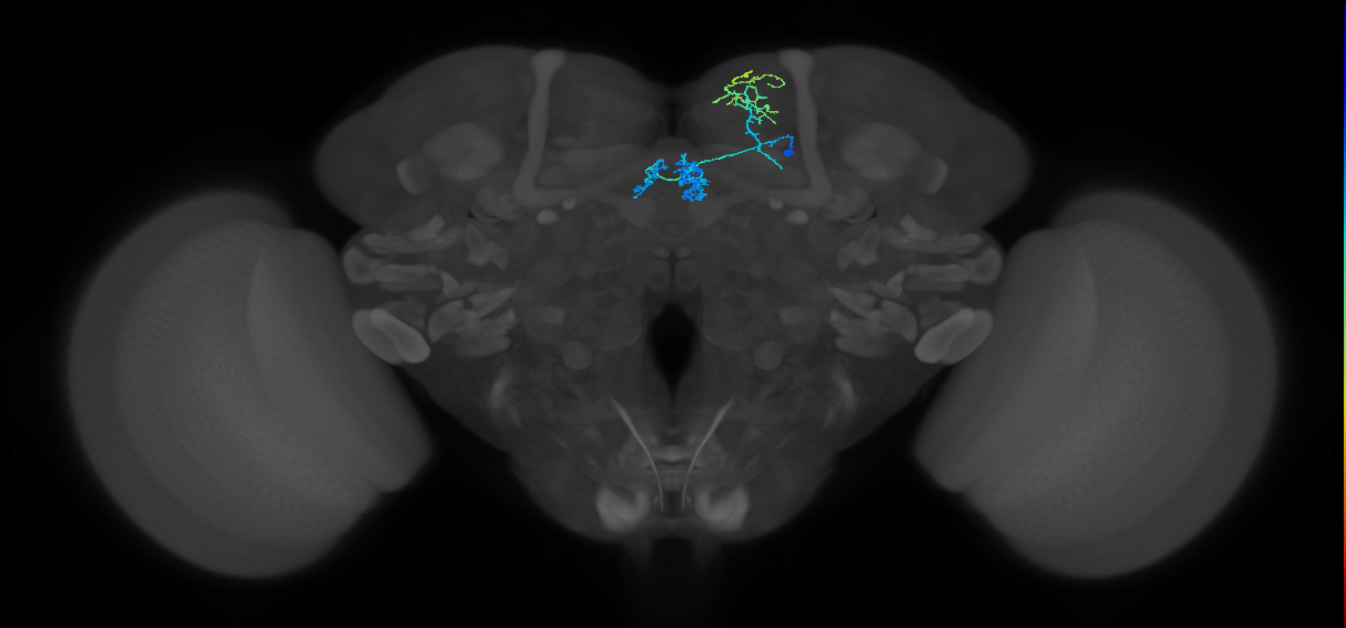 PAM01(y5)_R (MaleCNS:523638)