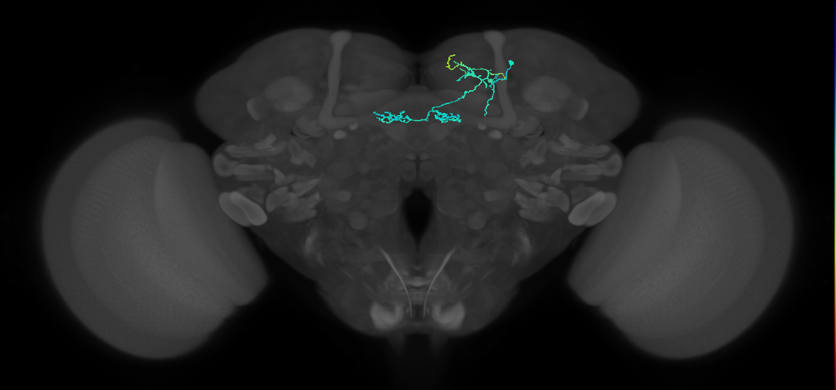 PAM02(B'2a)_R (MaleCNS:259089)