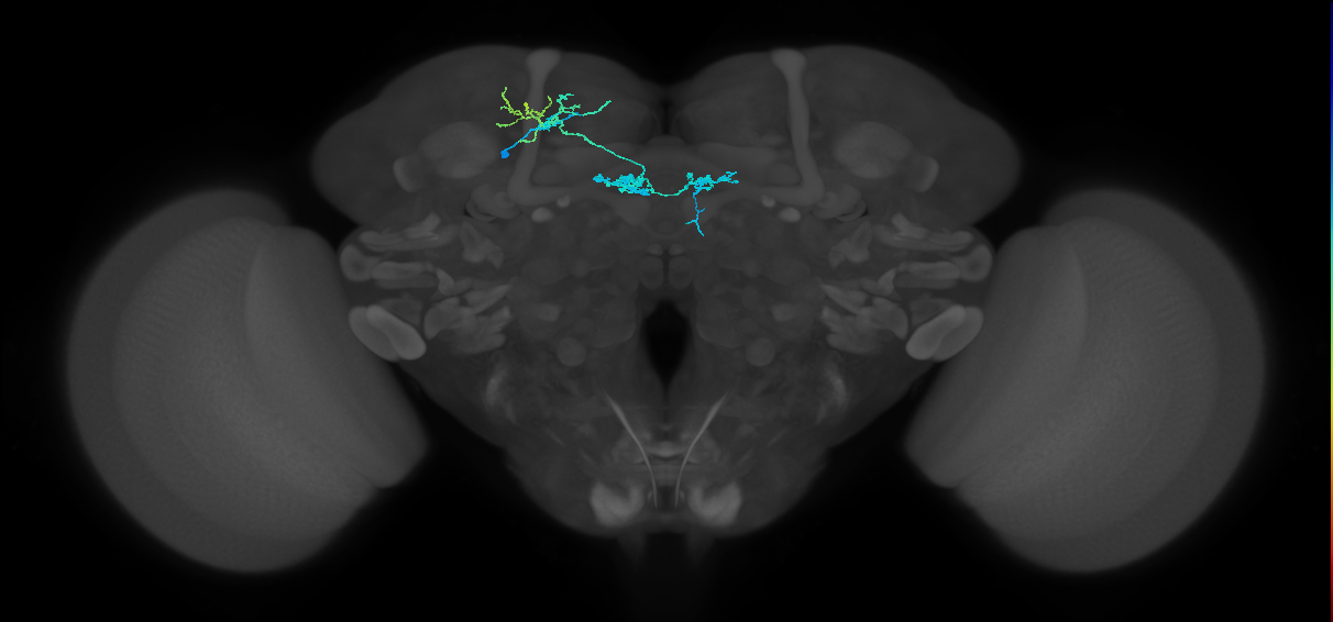 PAM02(B'2a)_L (MaleCNS:148328)