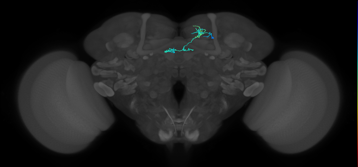 adult CREa1 lineage neuron