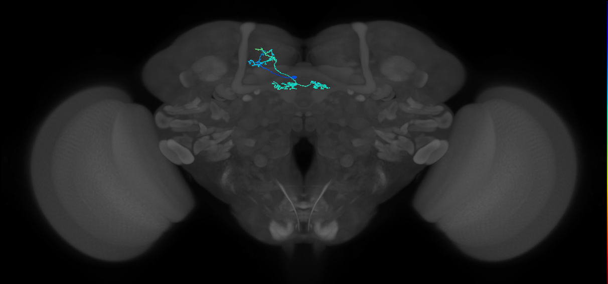 PAM02(B'2a)_L (MaleCNS:127659)