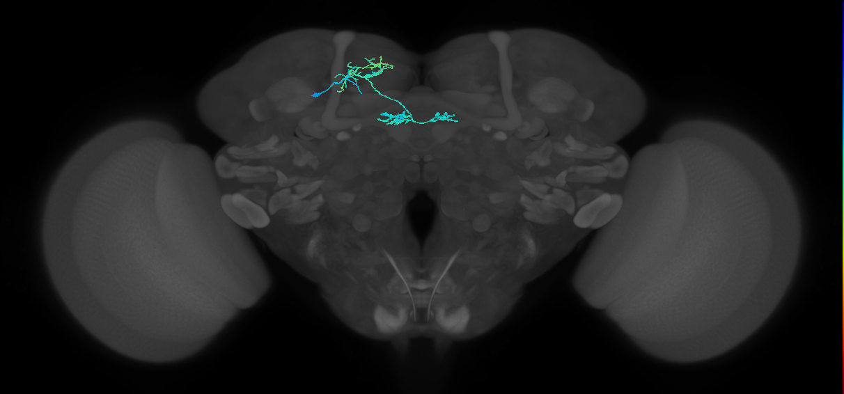 DALcm1 Notch ON hemilineage neuron