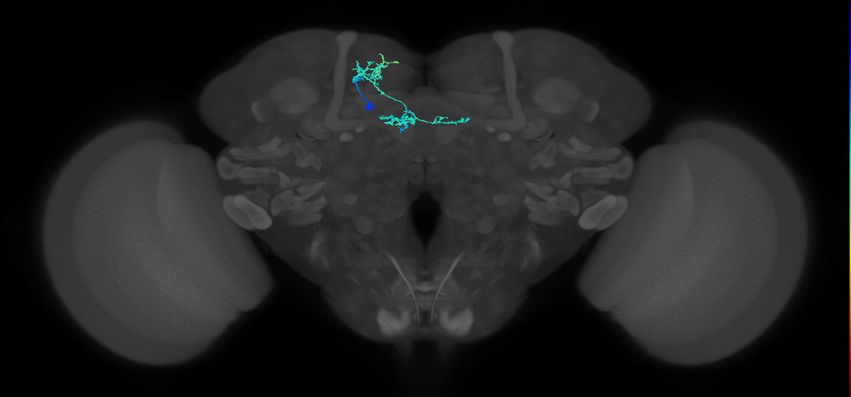 BAmd1 Notch ON hemilineage neuron