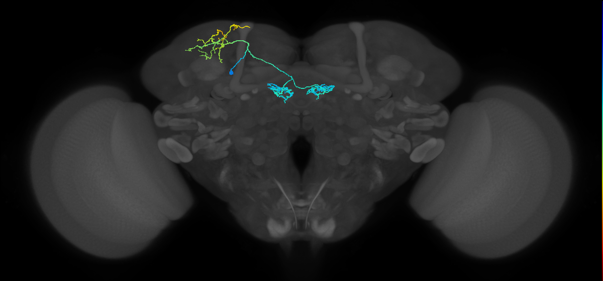 PAM04(B2)_L (MaleCNS:341512)