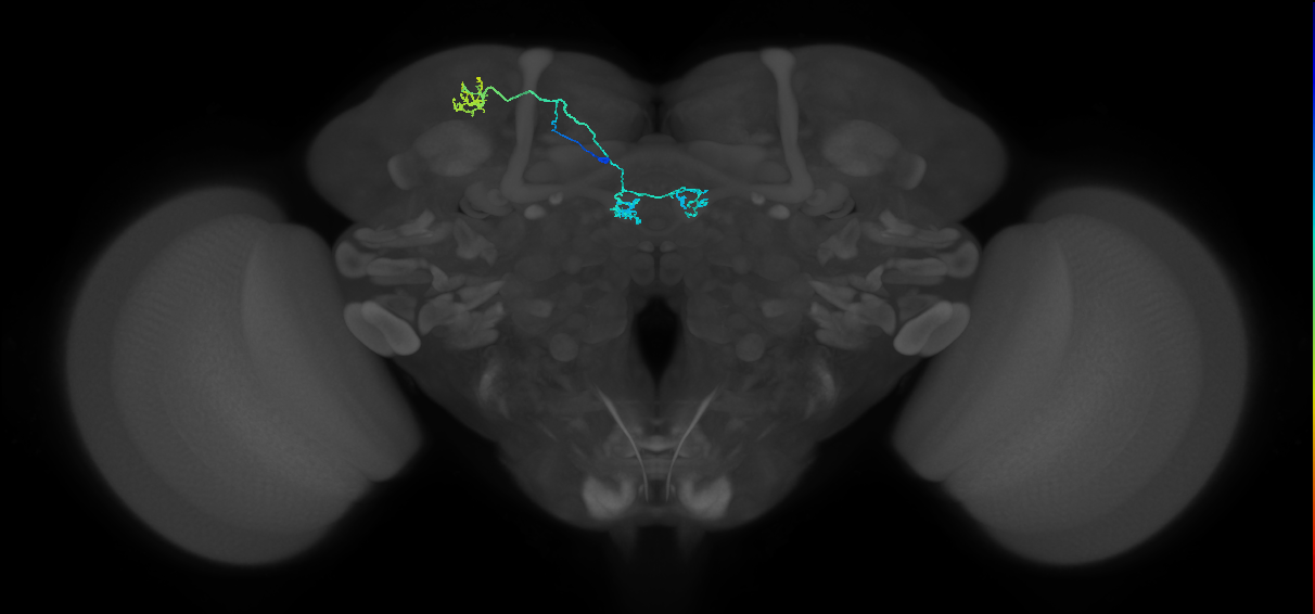 PAM04(B2)_L (MaleCNS:153035)