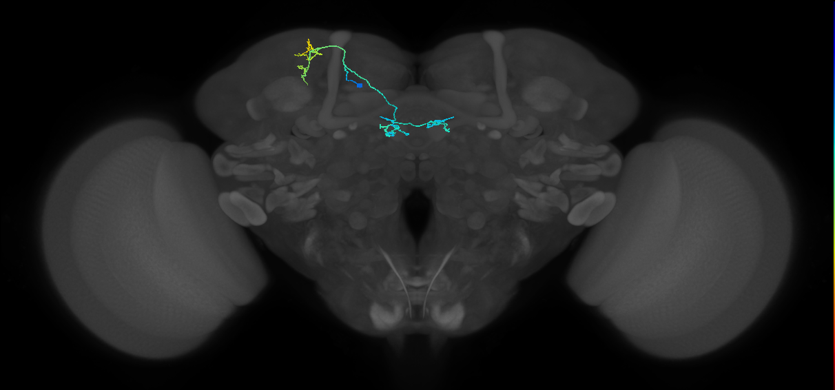 PAM04(B2)_L (MaleCNS:169674)