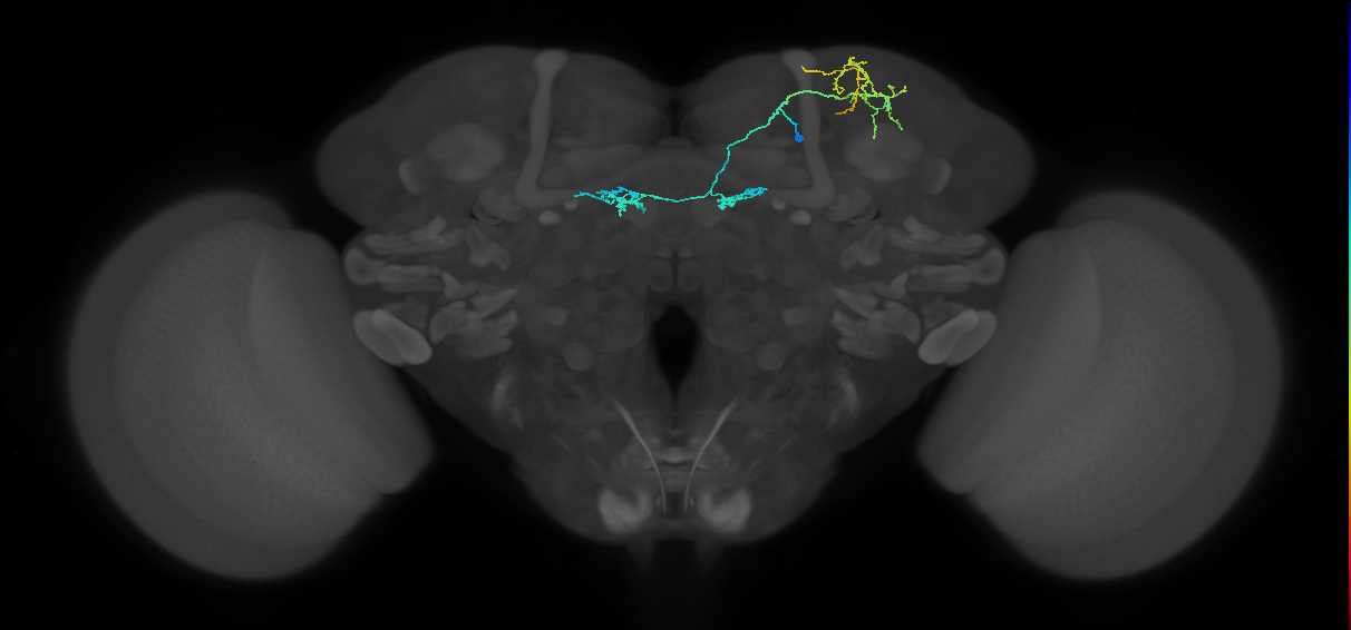 PAM04(B2)_R (MaleCNS:144678)