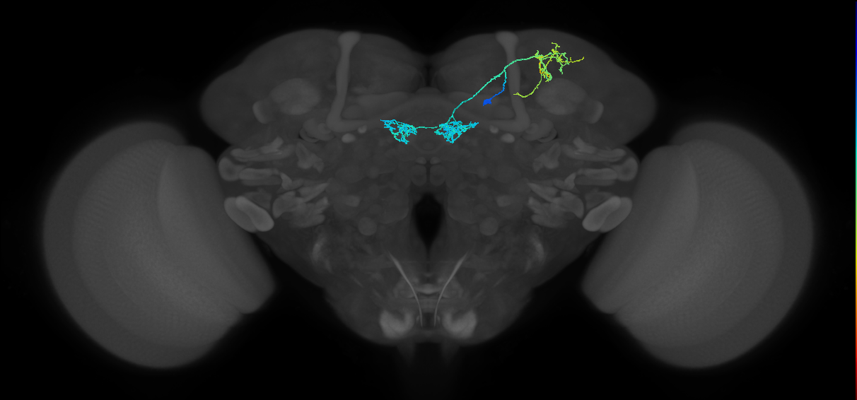 PAM04(B2)_R (MaleCNS:218583)