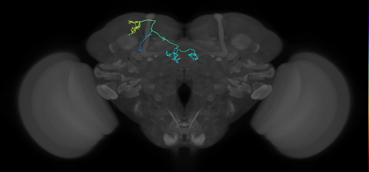 PAM04(B2)_L (MaleCNS:157816)