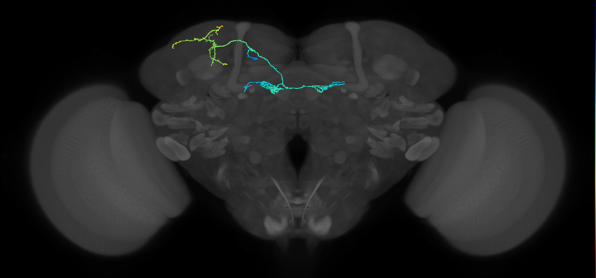PAM04(B2)_L (MaleCNS:239873)