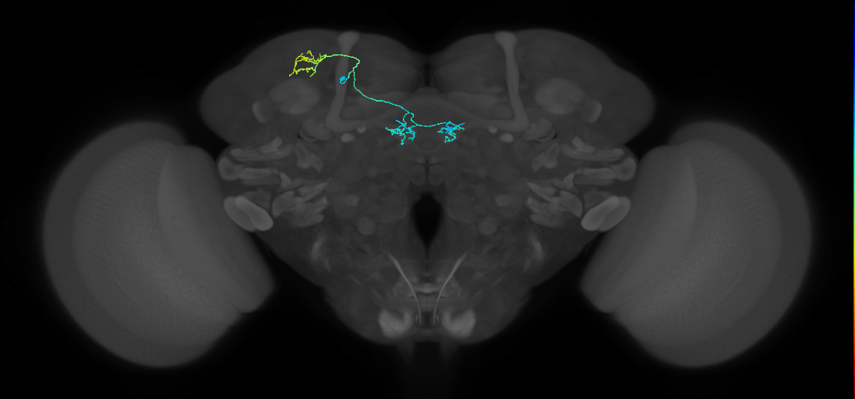 PAM04(B2)_L (MaleCNS:176429)