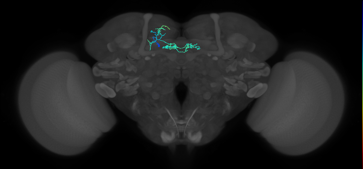 PAM05(B'2p)_L (MaleCNS:145371)
