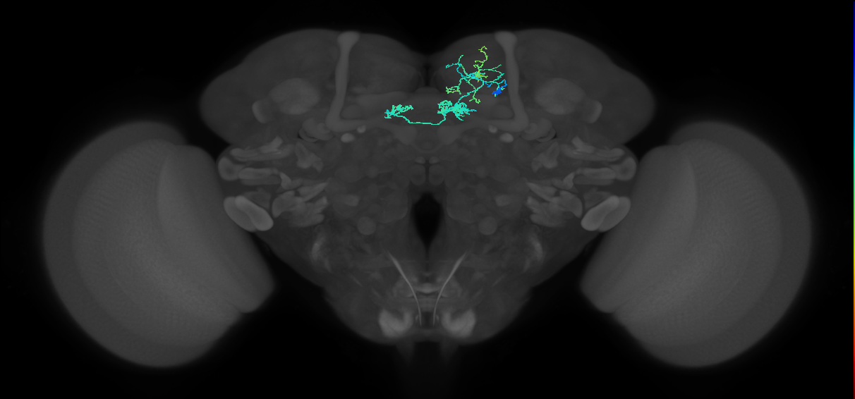 PAM05(B'2p)_R (MaleCNS:105362)