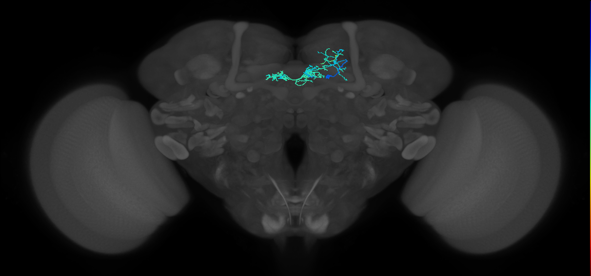 PAM05(B'2p)_R (MaleCNS:157767)