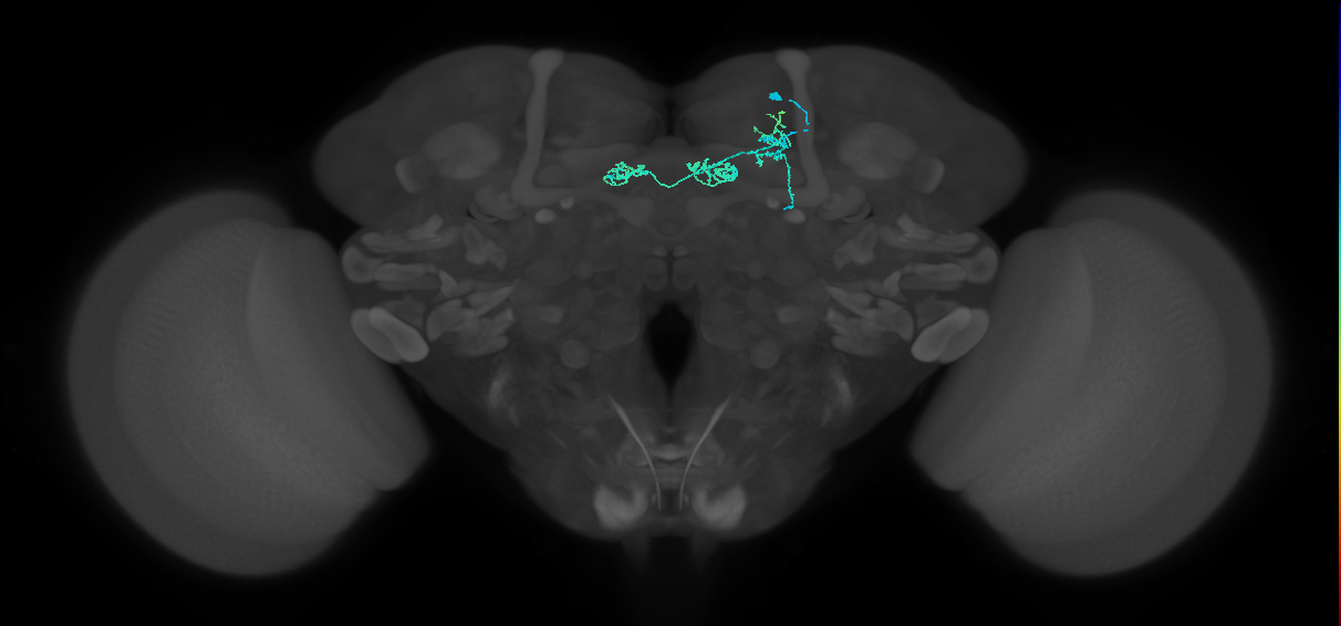 PAM05(B'2p)_R (MaleCNS:213743)