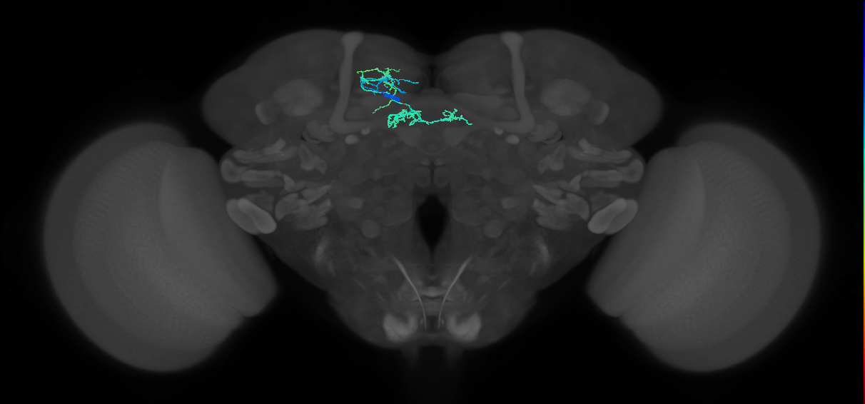 PAM06(B'2m)_L (MaleCNS:152056)