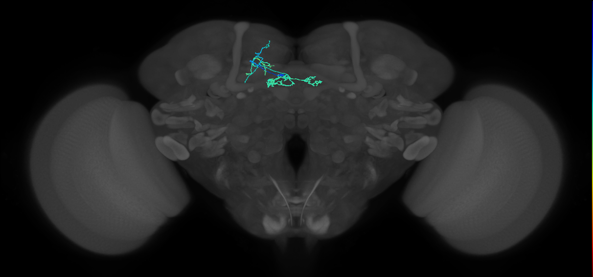 PAM06(B'2m)_L (MaleCNS:158651)