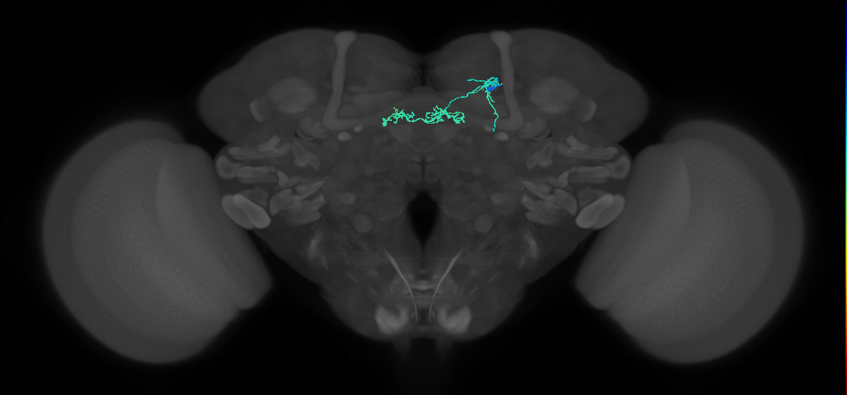 PAM06(B'2m)_R (MaleCNS:83852)