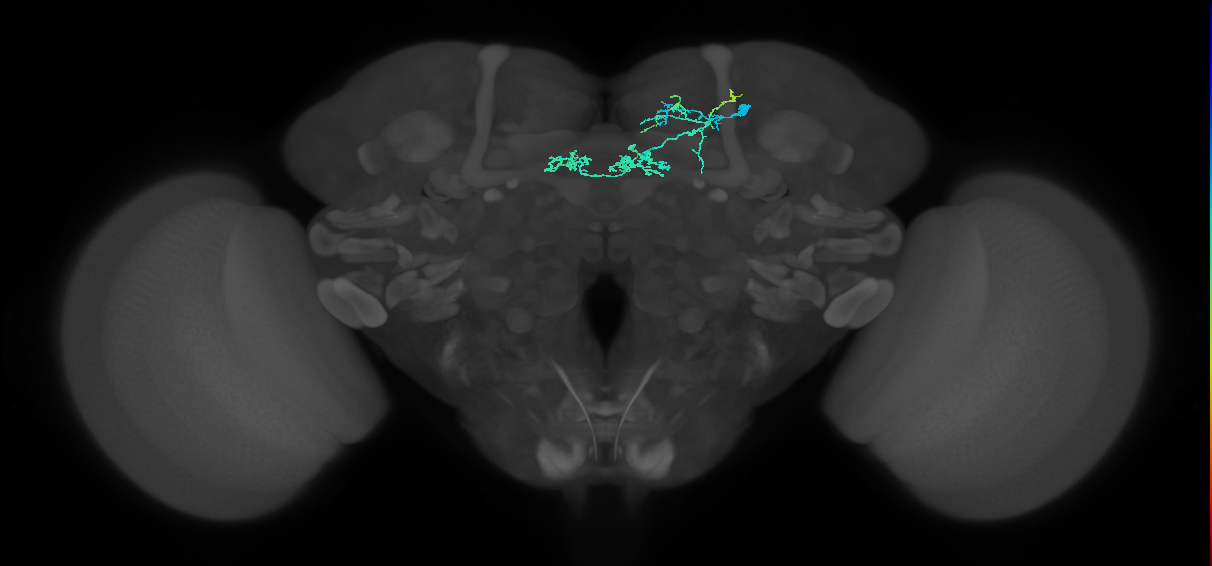 PAM06(B'2m)_R (MaleCNS:92324)