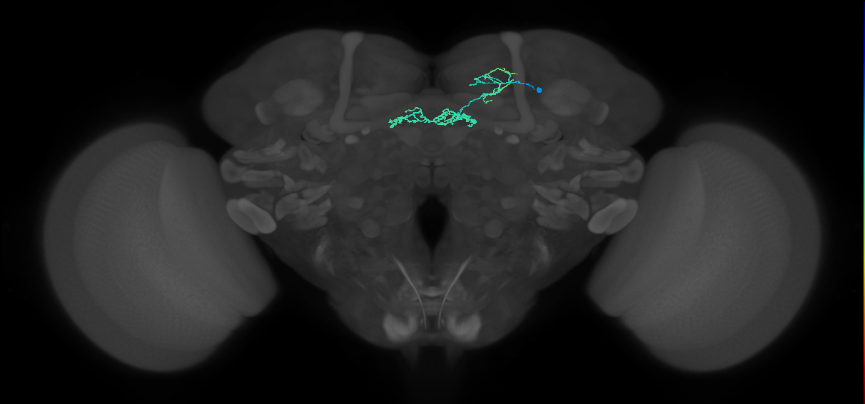 DALcm1 Notch ON hemilineage neuron