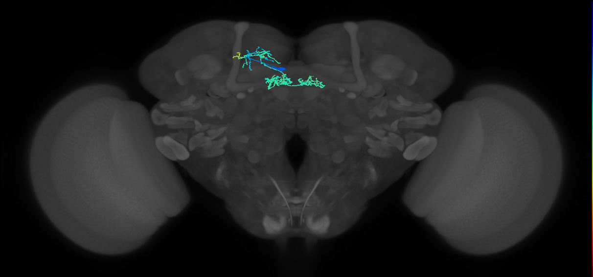 PAM06(B'2m)_L (MaleCNS:151133)