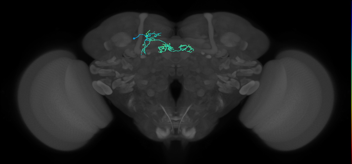 DALcm1 Notch ON hemilineage neuron
