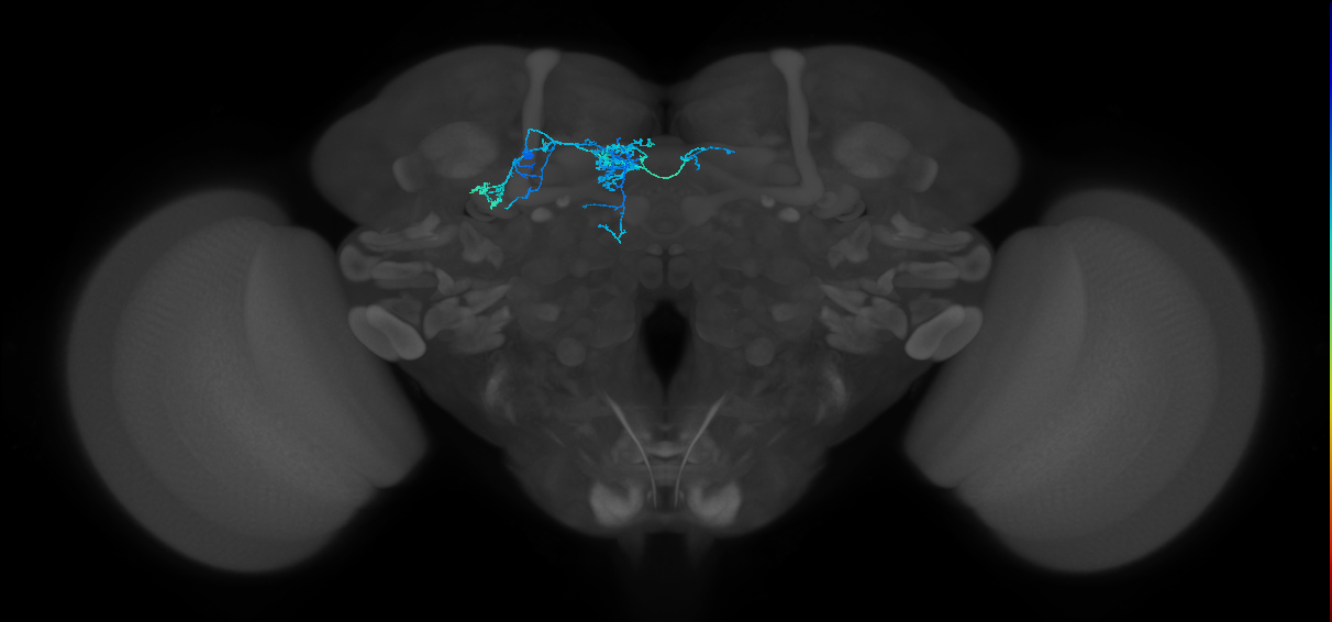 PAM07(y4<y1y2)_L (MaleCNS:60273)