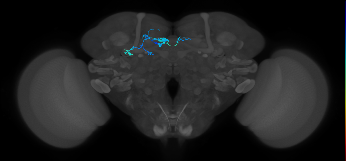 PAM07(y4<y1y2)_L (MaleCNS:131607)