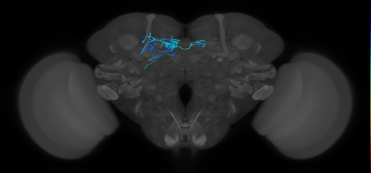 PAM07(y4<y1y2)_L (MaleCNS:86431)