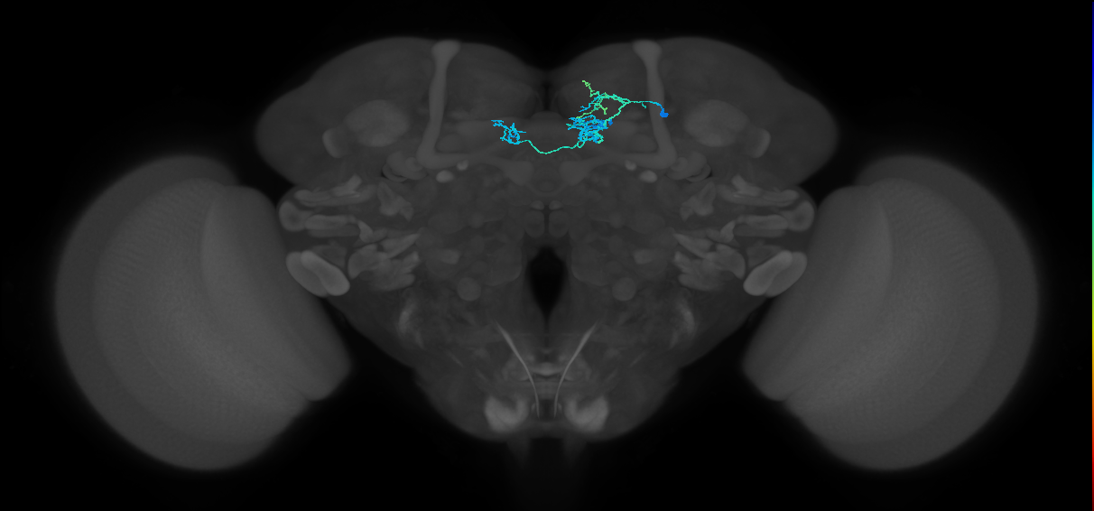 PAM08(y4)_R (MaleCNS:242429)