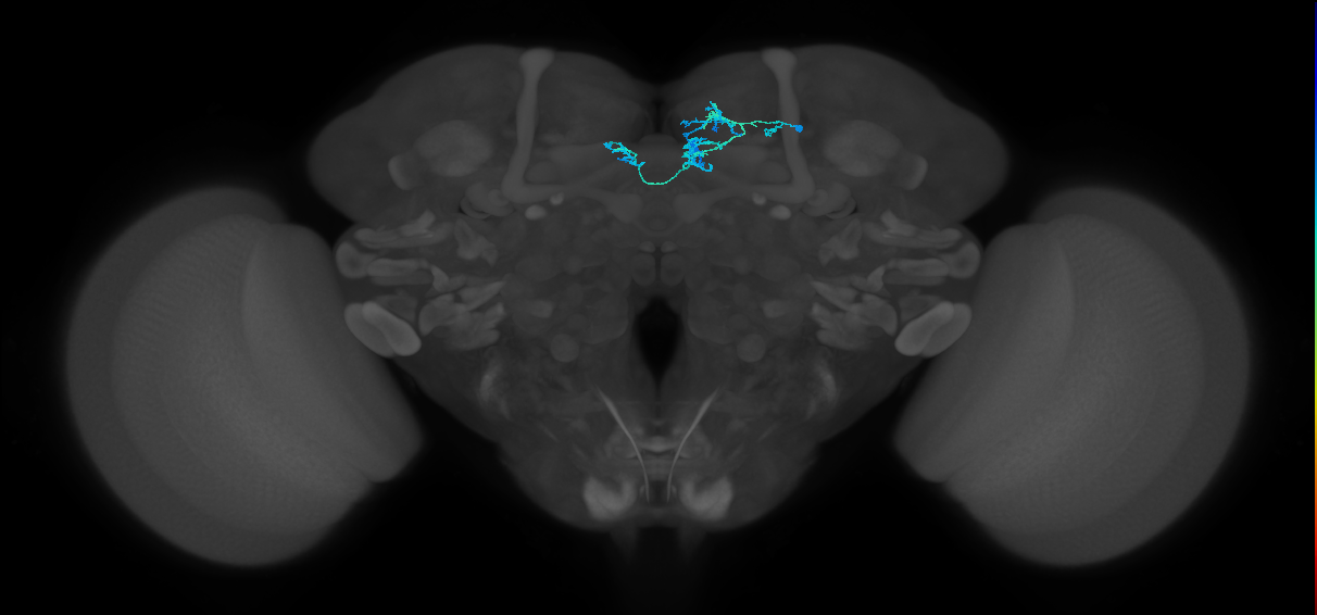 PAM08(y4)_R (MaleCNS:524069)