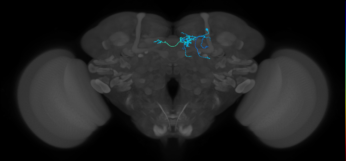 PAM08(y4)_R (MaleCNS:103255)