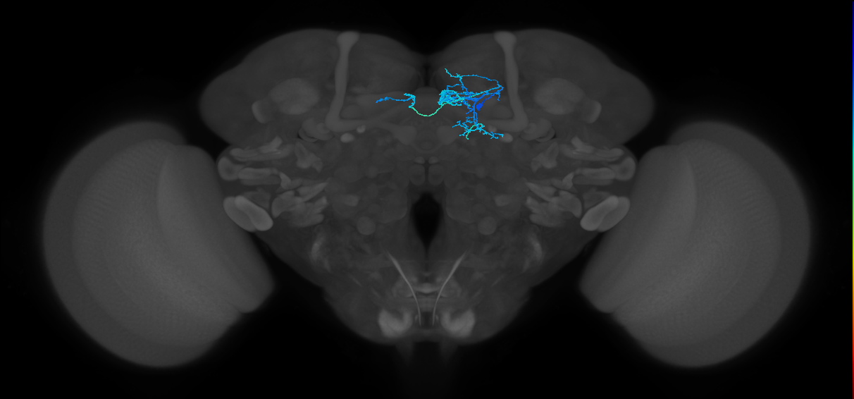 PAM08(y4)_R (MaleCNS:86156)