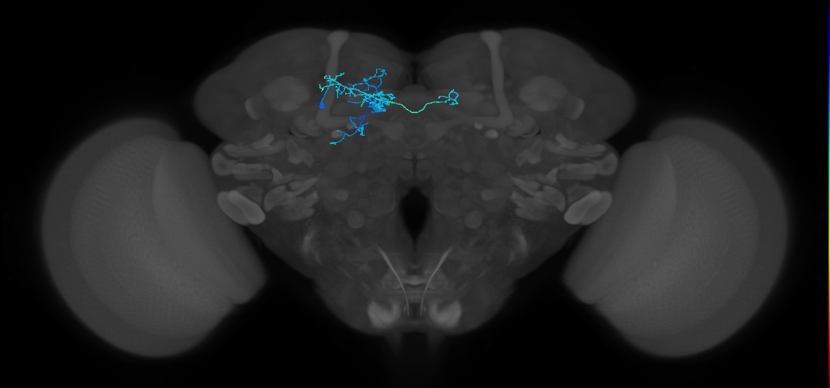 PAM08(y4)_L (MaleCNS:75922)
