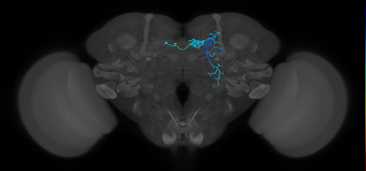 BAmd1 Notch ON hemilineage neuron