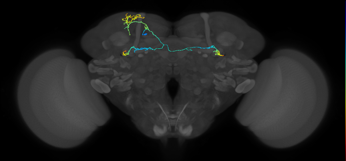 adult CREa2 lineage neuron