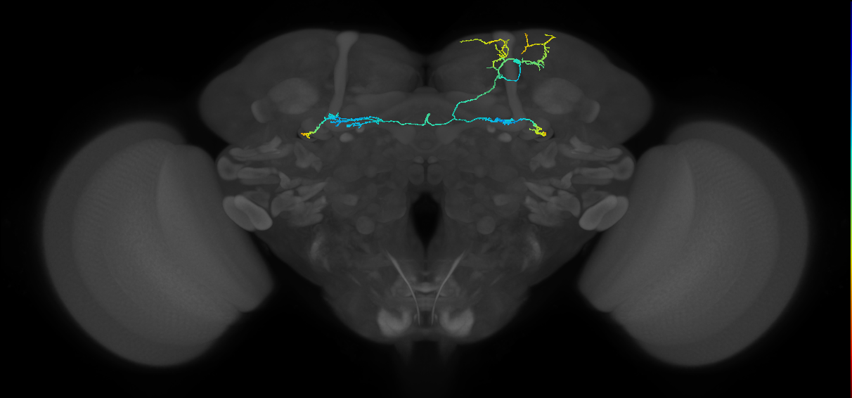 PAM09(B1ped)_R (MaleCNS:224205)
